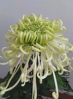 �����˵��û���ֵ���Ʒ��˭��ʶ����