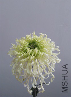 ��������������������ϸ�߸�