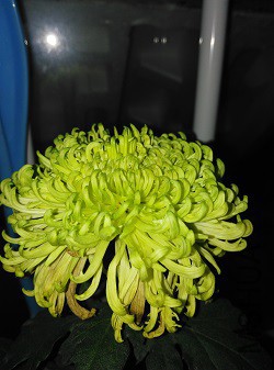 ����ƣ�����ҪлĻ����ʵ��ƫ�̵���ɫ�����ĵķ���