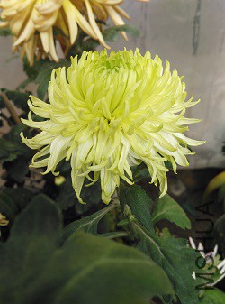 ��ĵ�����൱����