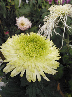 ����ɺ��