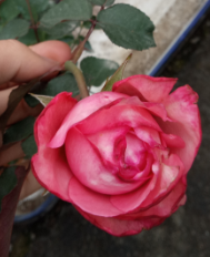 ����һ������ܽ����