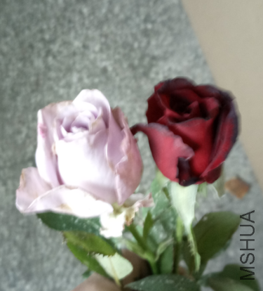 �����׵��л�