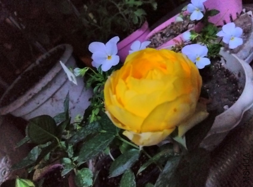 IMG_20150420_205627.jpg