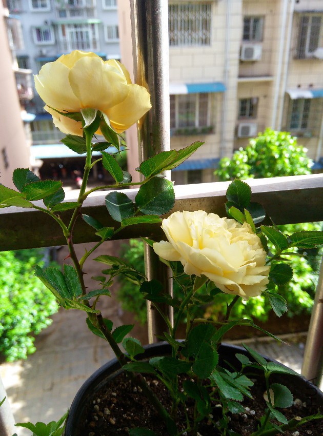 IMG_20150501_161152_1.jpg