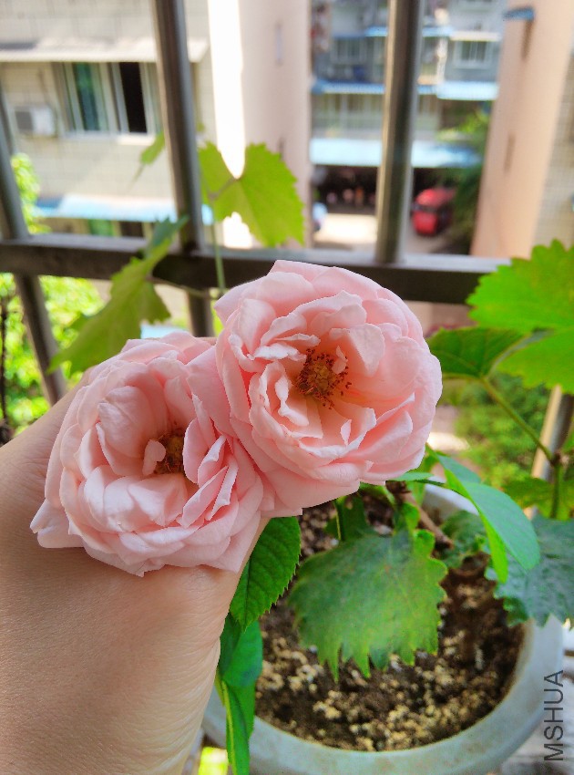 IMG_20150605_163128.jpg