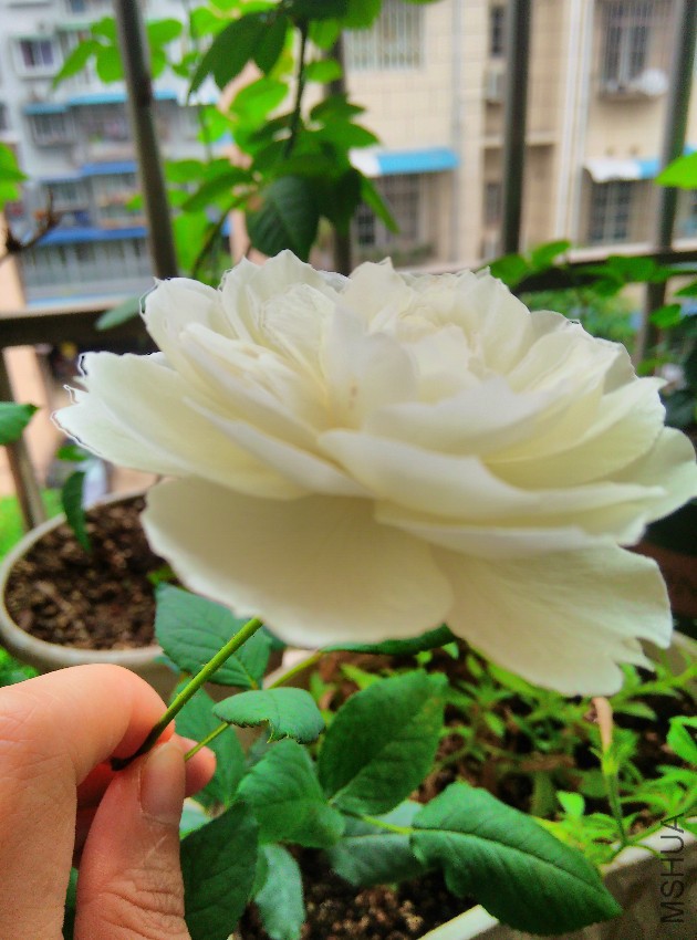 IMG_20150613_084903.jpg