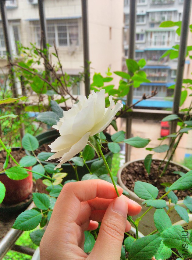 IMG_20150613_084937.jpg