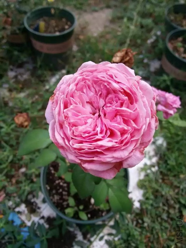 psb (1).jpg