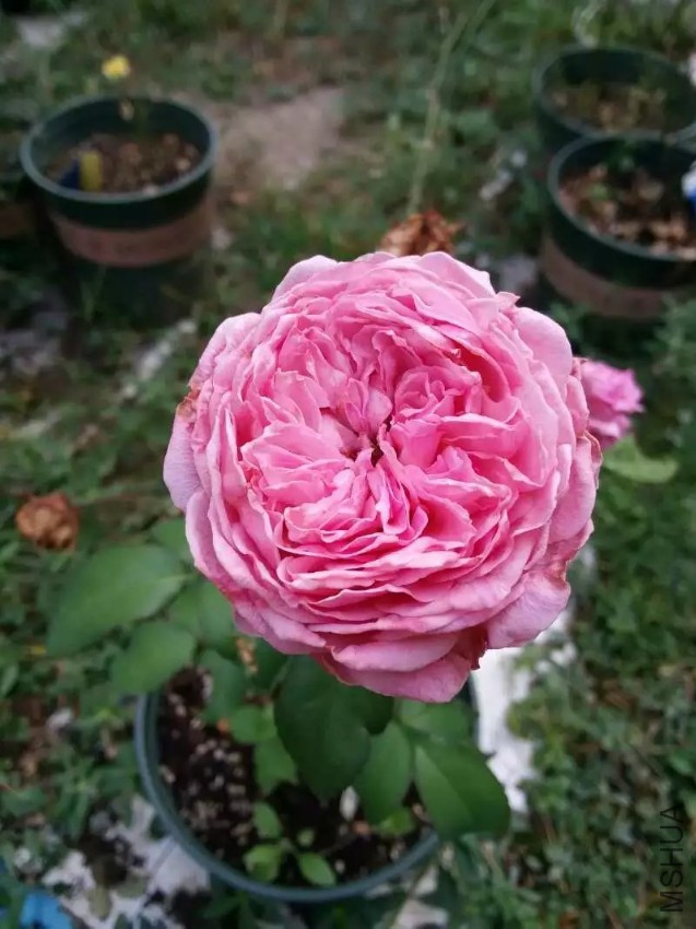 psb (2).jpg