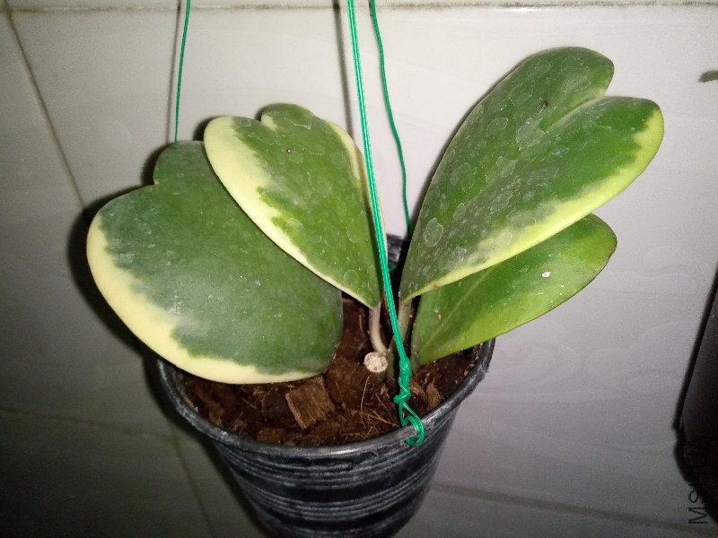 ���������Ҷ   ҶƬ�ȵ�����û��