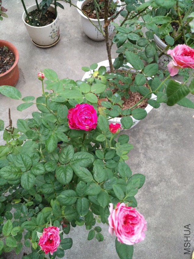 IMG_20161116_065555.jpg