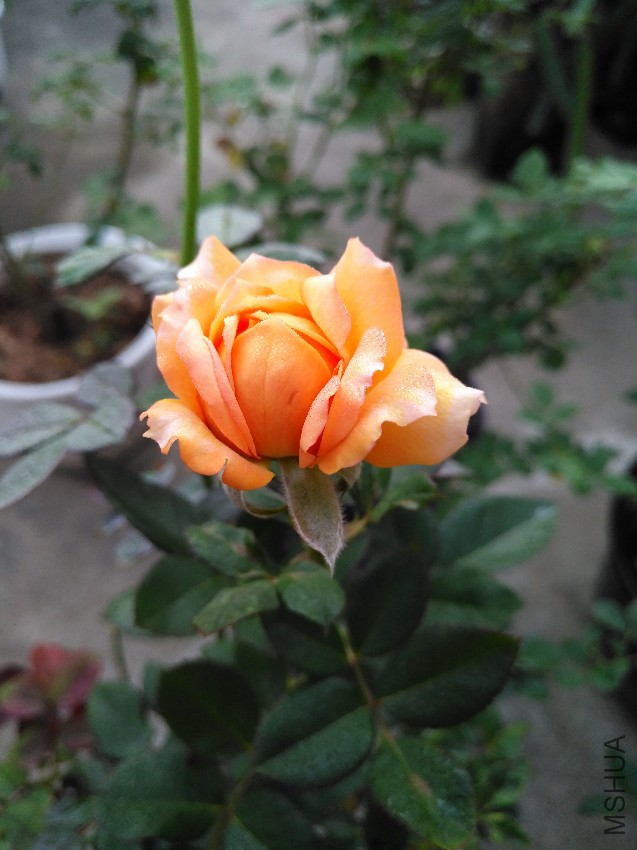 IMG_20161115_065556.jpg