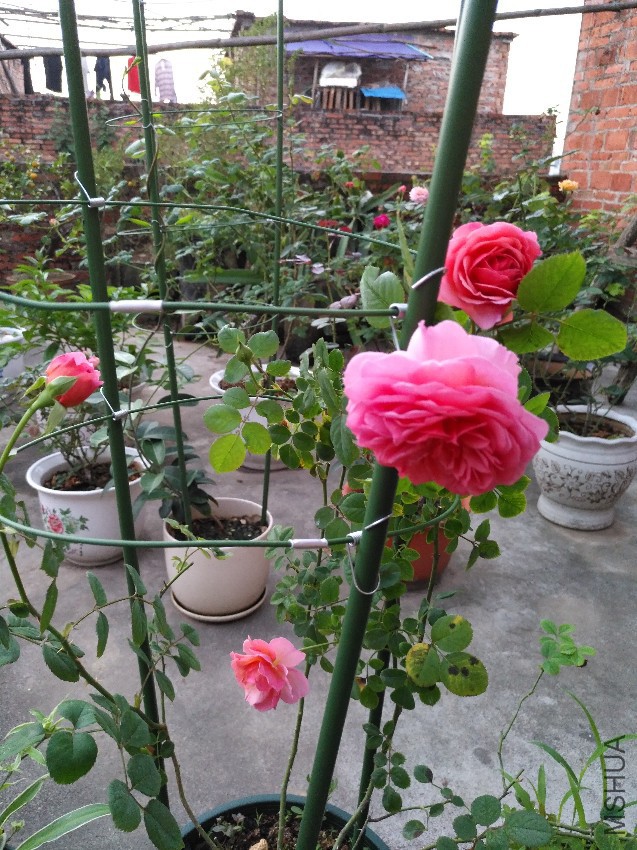 IMG_20161115_065146.jpg