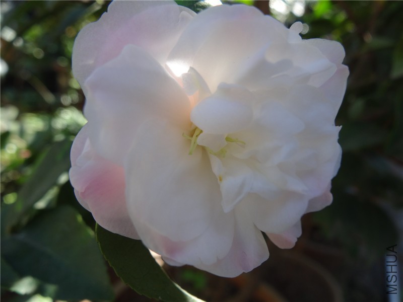 DSC02521.jpg