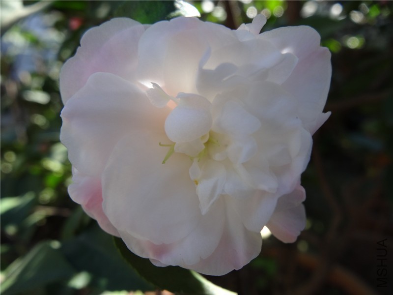 DSC02522.jpg