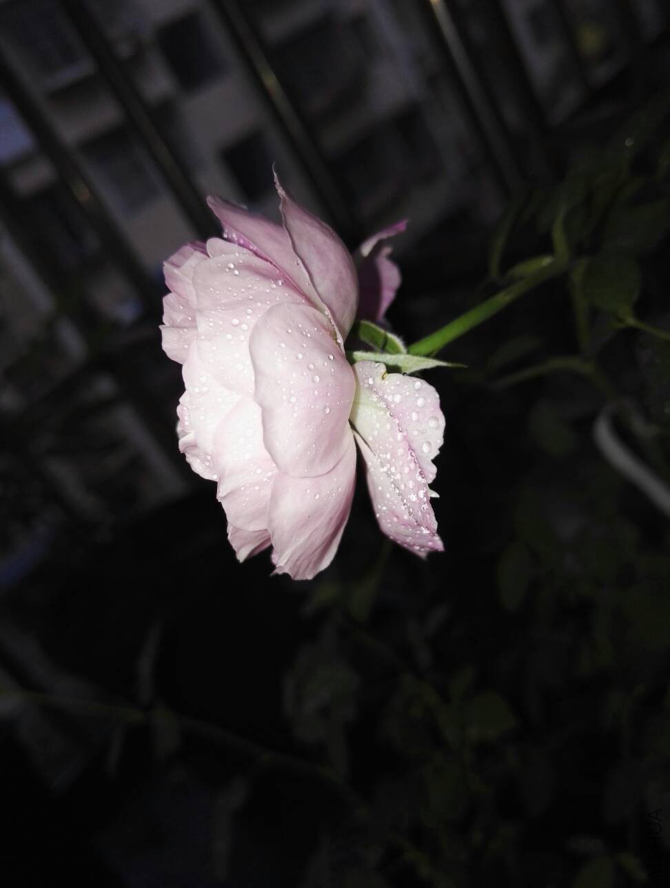 104558w2j9ggyuyfu2e7p9.jpg