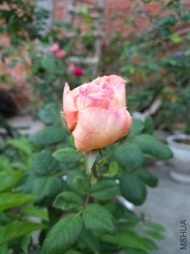 IMG_20161117_065643.jpg