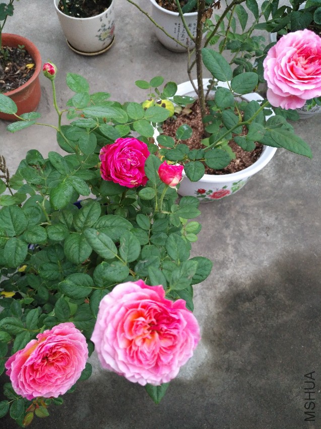 IMG_20161117_065617.jpg