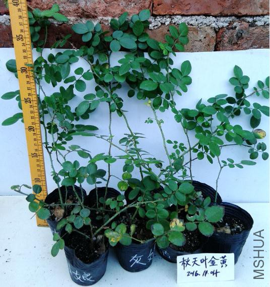 �ҹ���С��ͼ.jpg