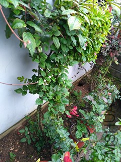IMG_20161117_141305.jpg