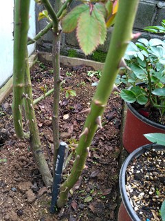 IMG_20161103_131447.jpg