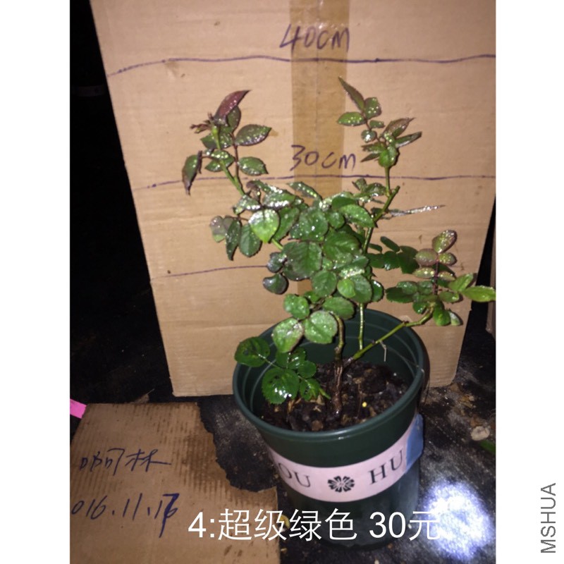 201327n1hi0nn1dpz10mpp.jpg