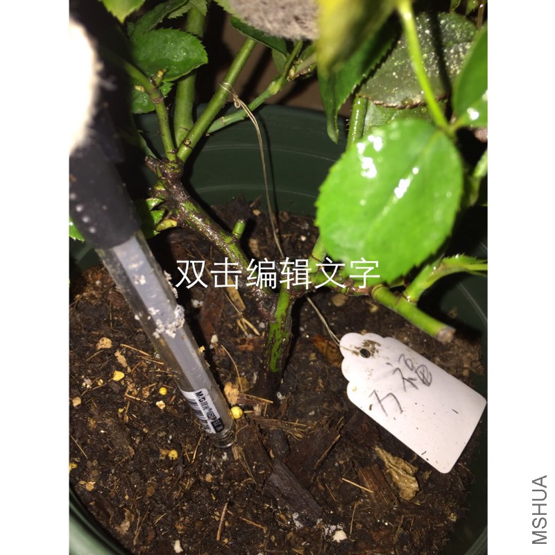 201652pa4s11dqxo5xgeem.jpg