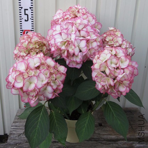 ɴ ֯ С ��..jpg