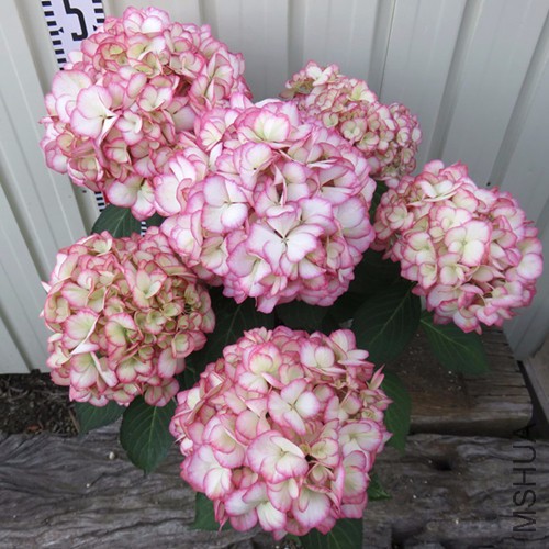 ɴ ֯ С ��...jpg