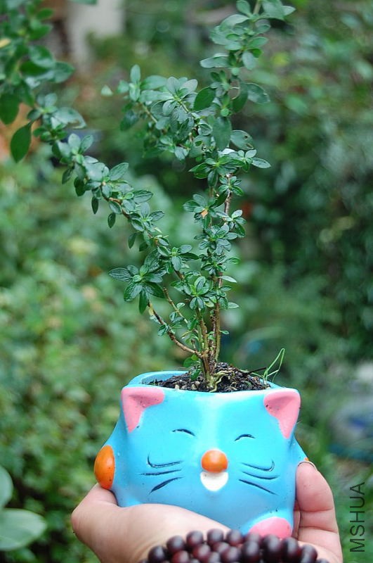 DSC_41120102.JPG