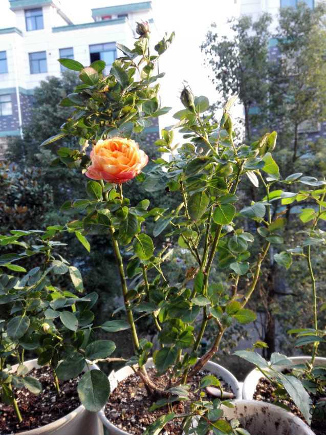 IMG_20161118_160248.jpg