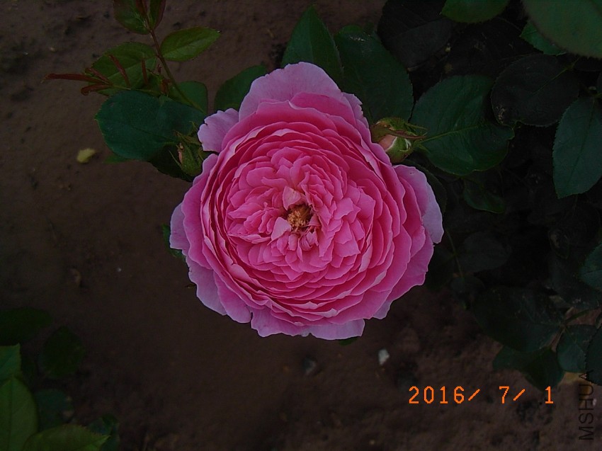 ������ (2).JPG