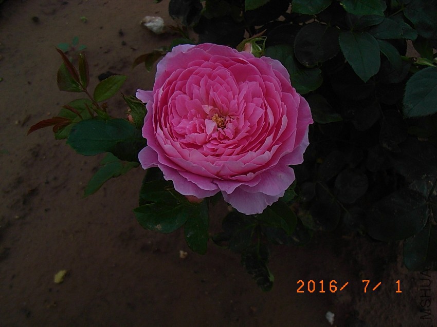 ������1 (1).JPG