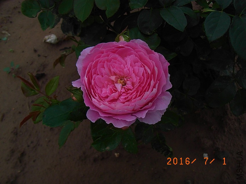 ������ (3).JPG