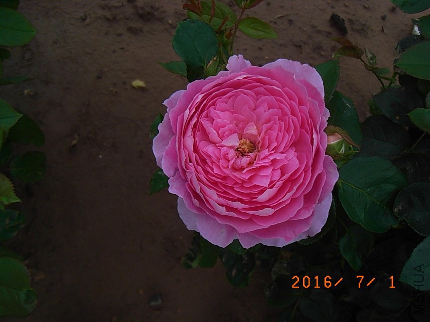 ������ (4).JPG