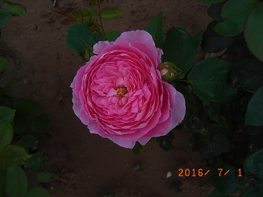 ������ (1).JPG