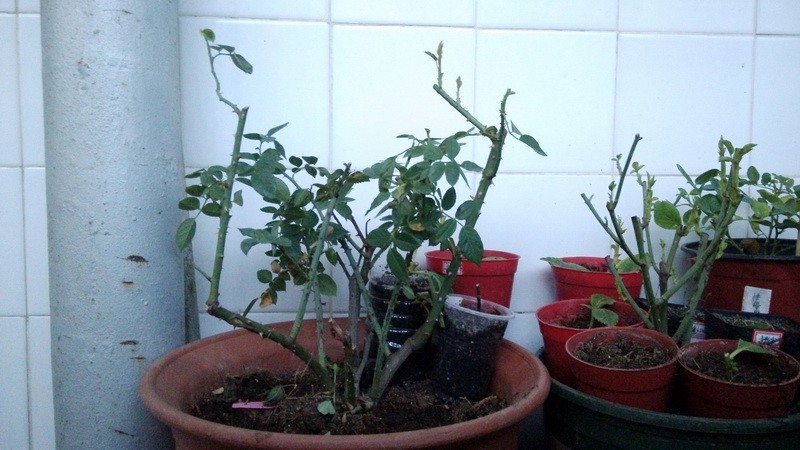 20161119_01.jpg