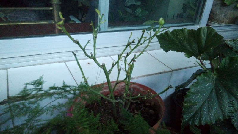 20161119_03.jpg