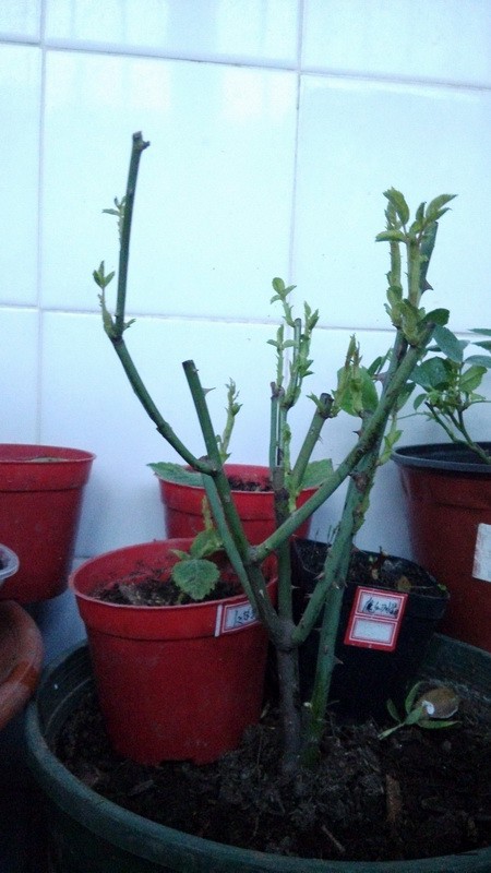 20161119_16.jpg