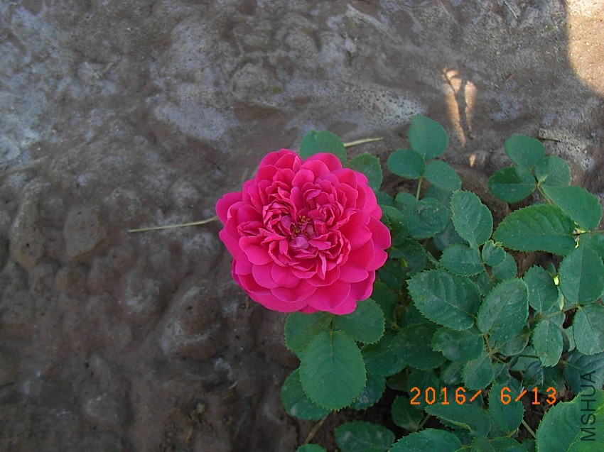 ���� (1).JPG