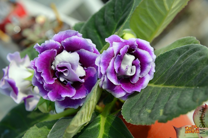 ��Ƭ 103_����.jpg