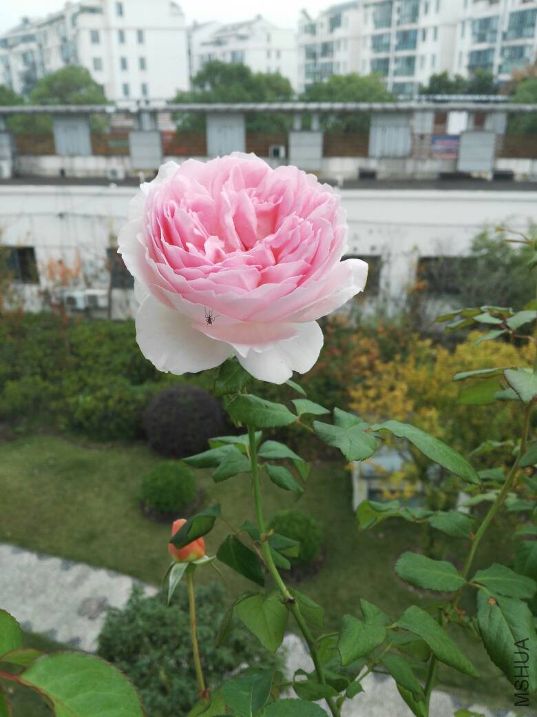 083652o8wc783zfcpmzbwp.jpg
