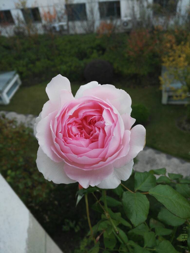 083652vus667g7foviof56.jpg