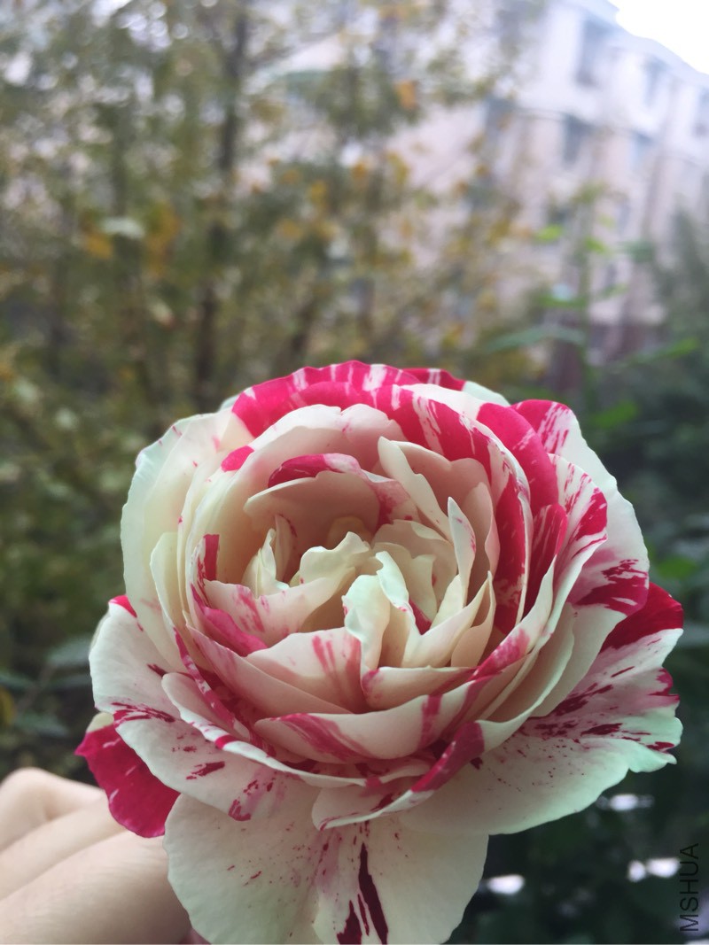 165515w5mtp2es2y6454q5.jpg