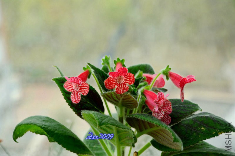 DSC_2428.JPG