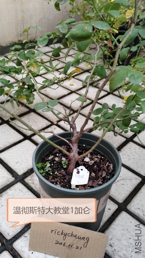 �³�˹�ش����-1����.jpg