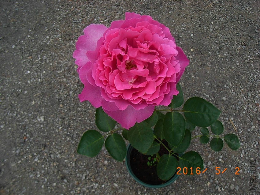 ��ܽ���� (19).JPG