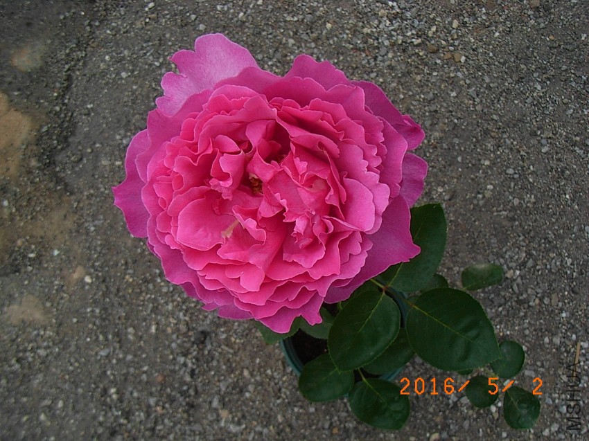 ��ܽ���� (18).JPG