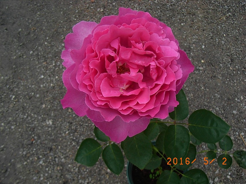 ��ܽ���� (21).JPG